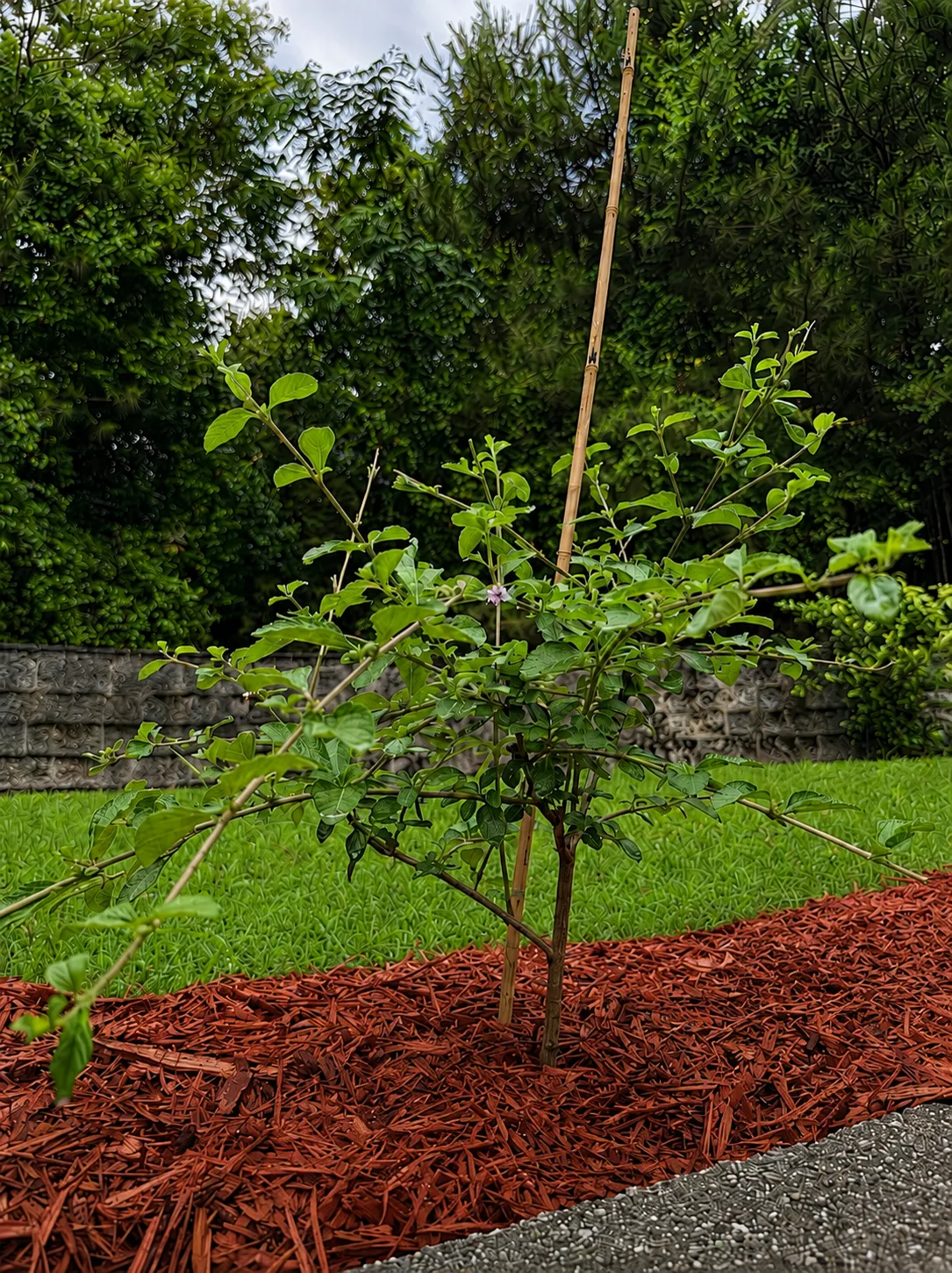 Pitiona: The Oaxacan Herb I'm Growing for Mole, Beans, and Better Sauces